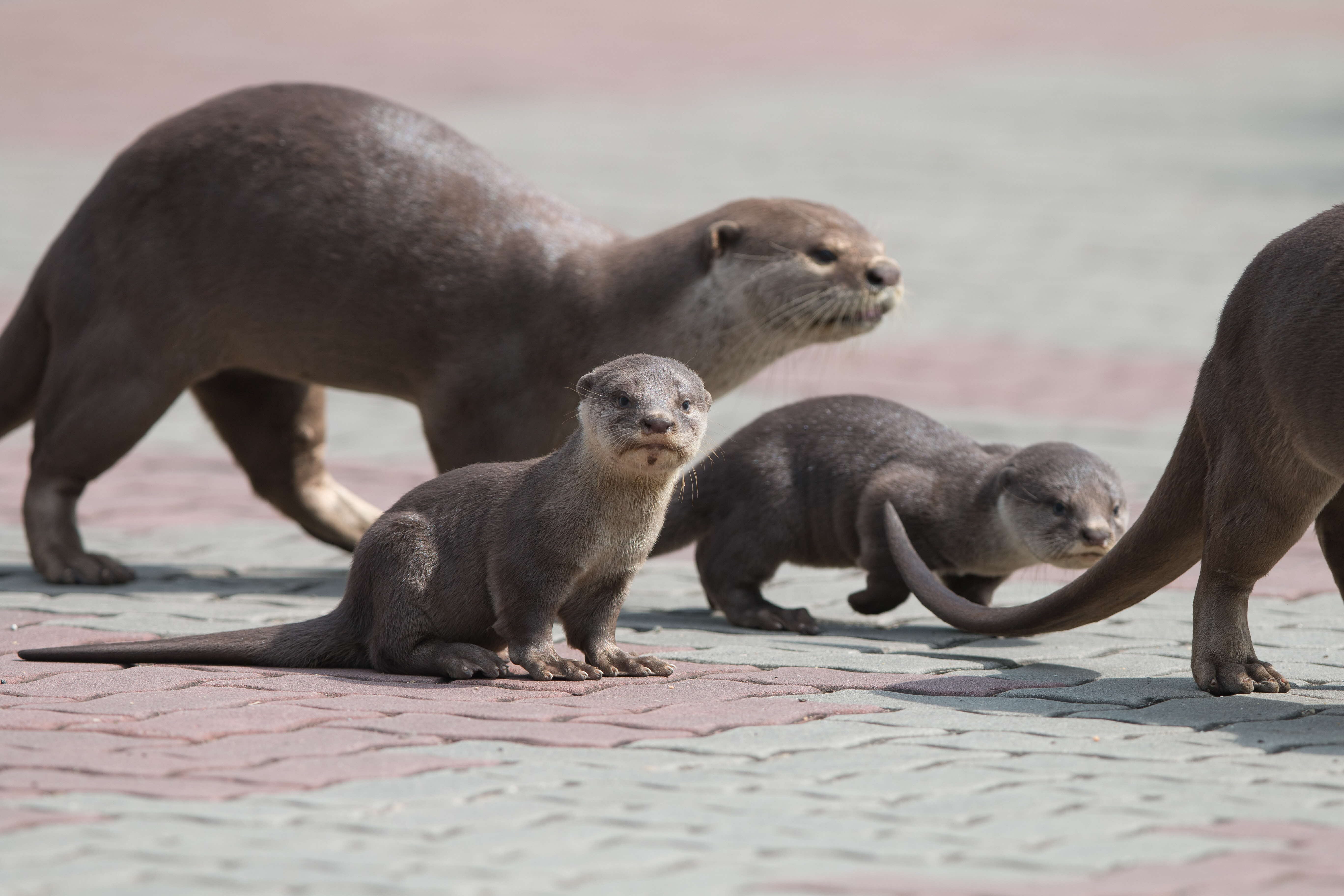 A photograph of 2 smooth-coated otters with 2 pups